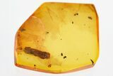 Detailed Fossil Thuja Twig (Cypress) In Baltic Amber #325448-1